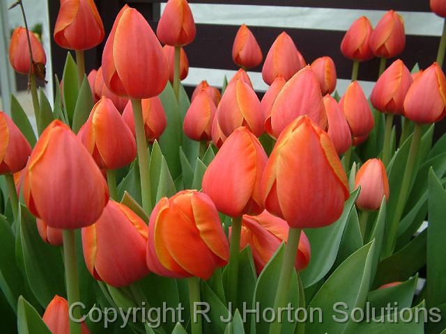 Tulip Orange 'Adrem'